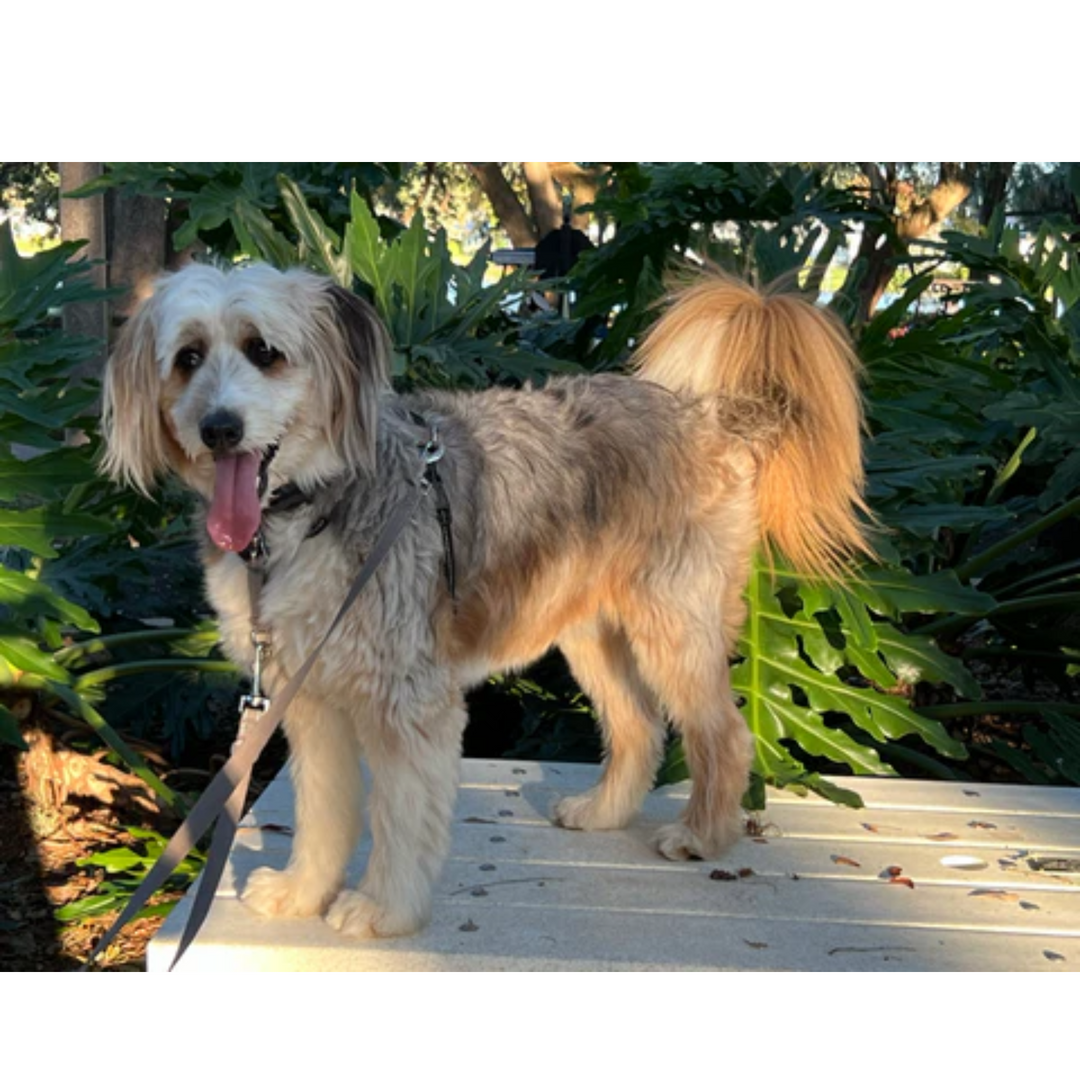 5 Tips When Using CBD For Dogs: The Safest Cannabinoid for Pets