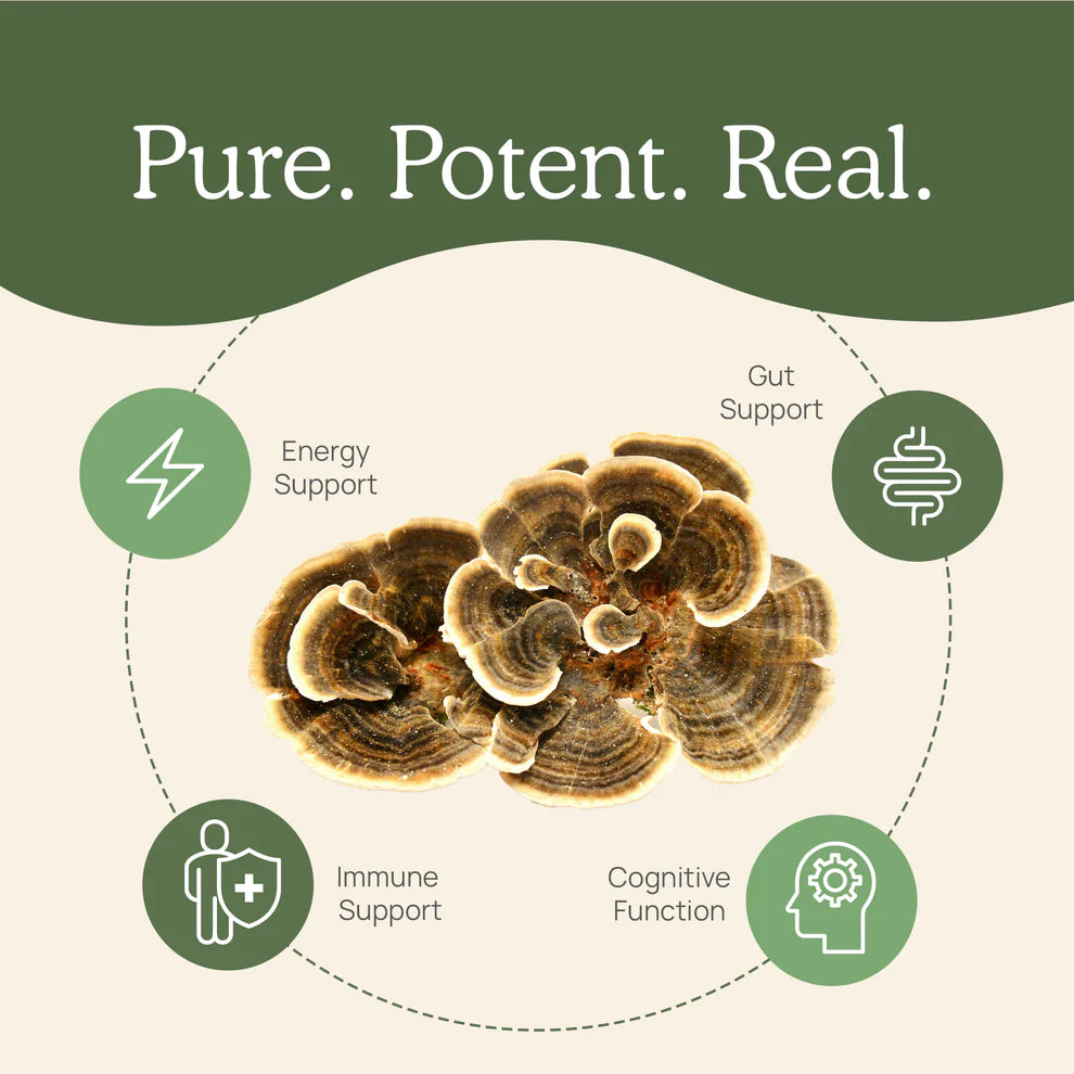 Real Mushrooms Turkey Tail extract showcasing its benefits for energy, gut, immune support, and cognitive function.