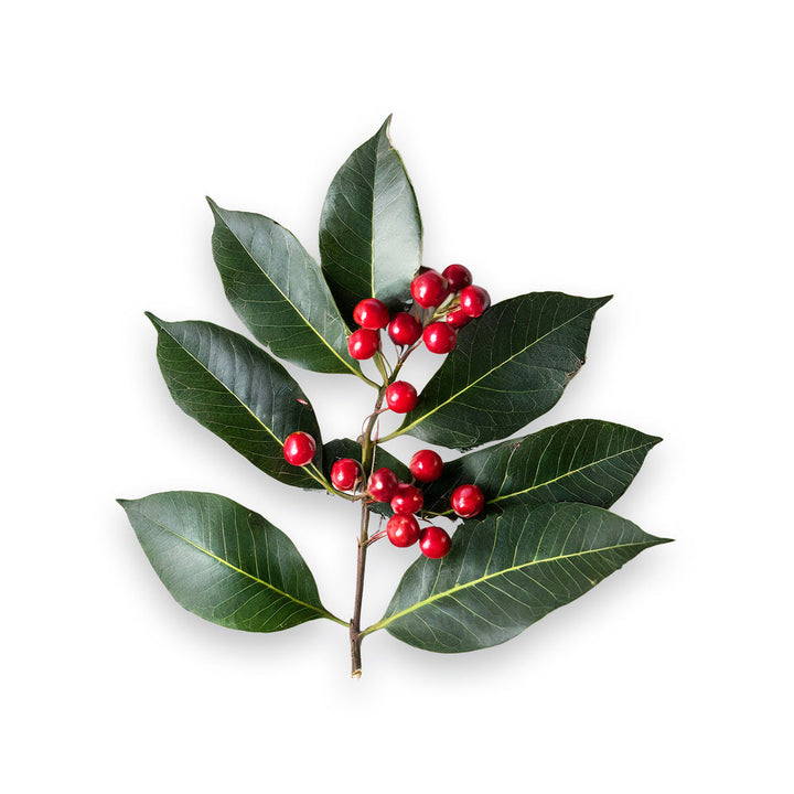 Close-up of a branch with glossy green leaves and bright red berries, showcasing natural beauty.